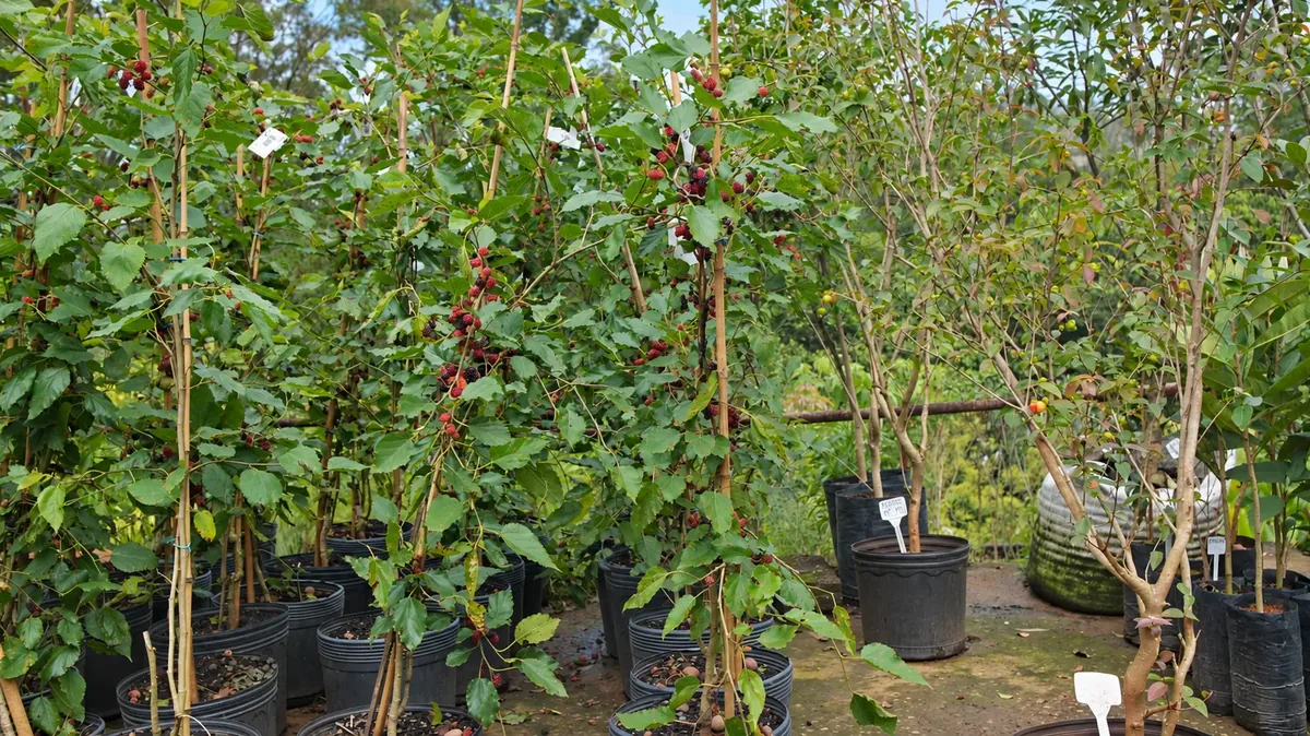 Pés de amora frutificando em vasos na área de frutíferas da Verde Mix