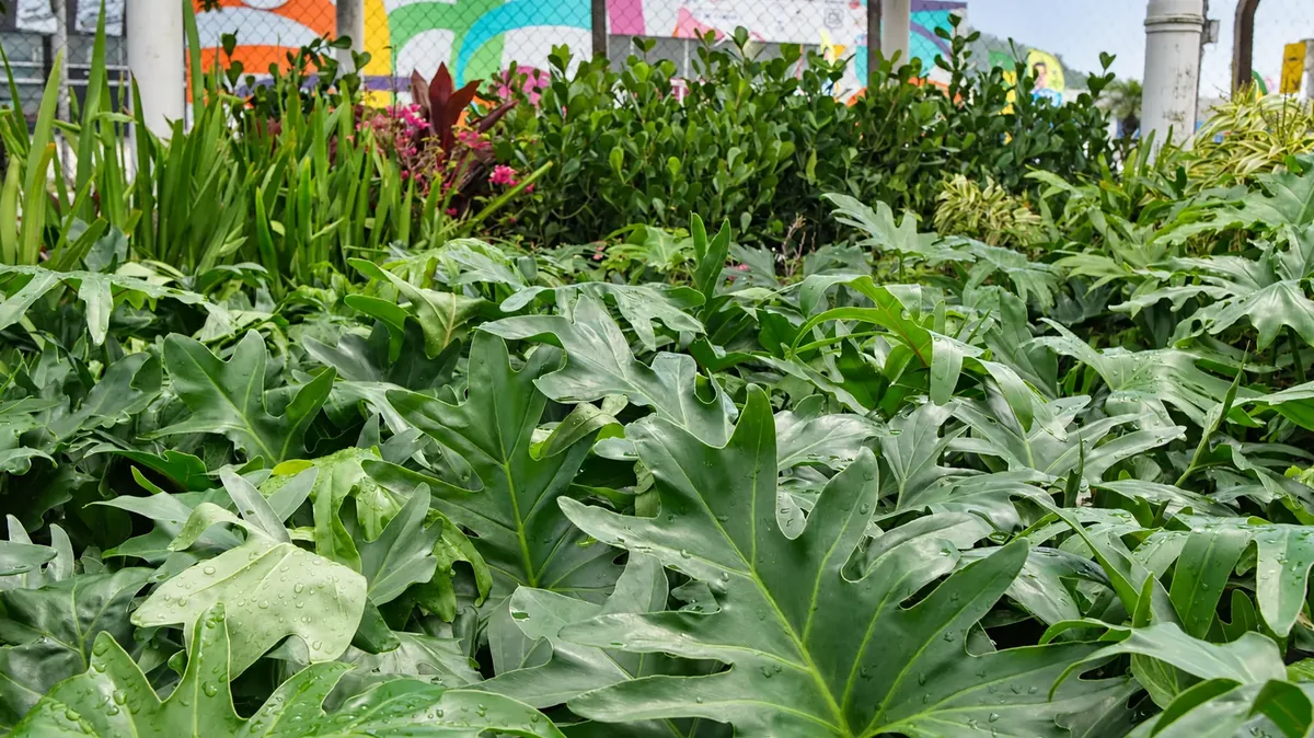 Costelas-de-adão com folhas úmidas na área de plantas da Verde Mix