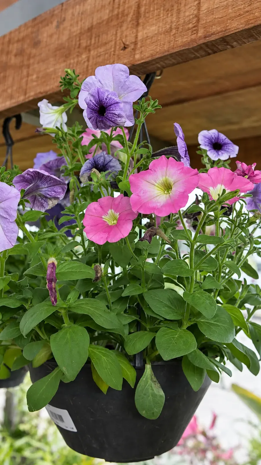 Vaso suspenso com petúnias lilás e rosa na Verde Mix