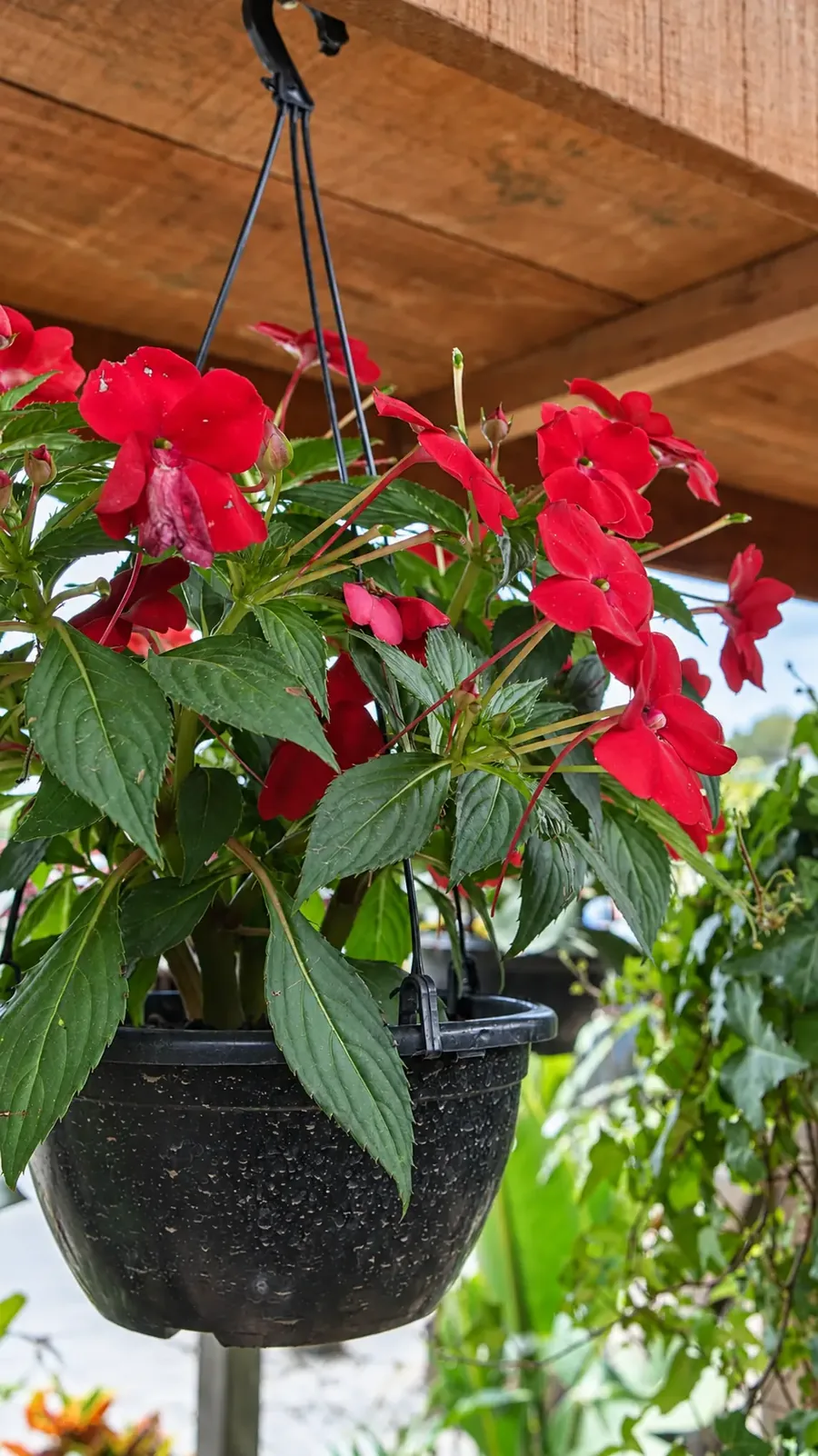 Vaso suspenso com impatiens vermelhas na Verde Mix